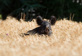 ������, ���������, ����, �������, ��������