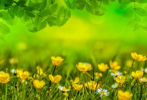 природа, весна, трава, цветочки, ветки, листья