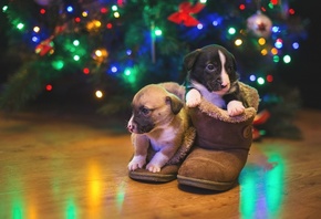 ��������, ������, �����, ������, ����, ������, ���