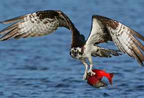 ����� ����, �����, ������, ����, ����, �����, ������