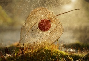 �����, �������, Botanicula