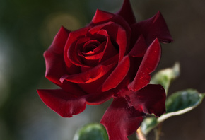 ������, ����, �����