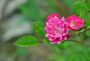 �����, ������, �����, ����, �����