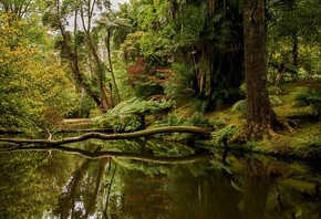 ����, ����������� ��������������, ���������, ������ ������, �������� �������, Bobus