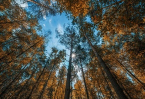 �����, �������, ����, ������, ������� ����������