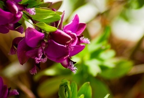 �������, ����, �����, ������, �����, �����