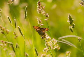 ����, ���, �����, �������