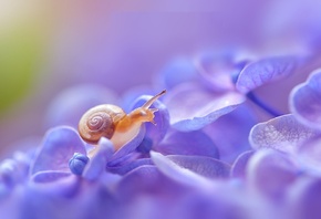 snail, hydrangea, macro, poetic, Yayoi.Sakurai