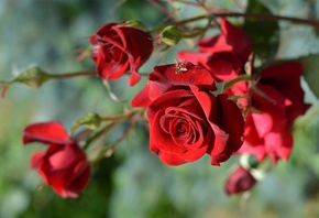 �����, �����, ����, ������, �����, ����