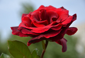 ������, ����, �����