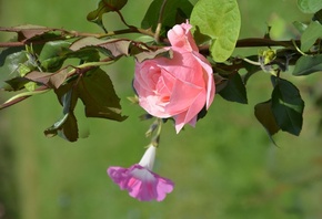 �����, �����, ����, ����