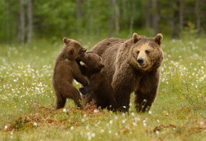 Harry Eggens, , , ,  , ,  ...