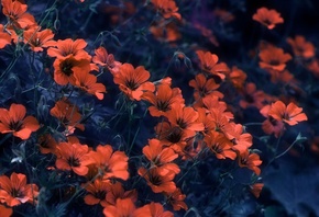 ��������, �����, �������