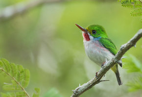 Patrick Lhoir, ����� ����, ������, ��������� ����, �������, �����, ������