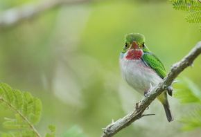 Patrick Lhoir, ����� ����, ������, ��������� ����, �������, �����, ������