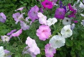 �������, ����, ������� ������