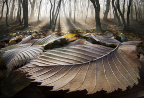 Adrian Borda, �������, ���, �����, �������, ������, �����, ����