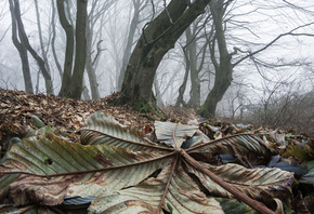 Adrian Borda, �������, �����, �������, ������, ������