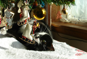 ����, ���, �������, ����� ���, ���, ����, ����