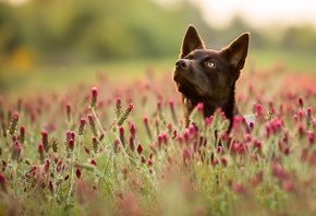 Anja Ellinger, животное, собака, пёс, келпи, природа, поле, травы
