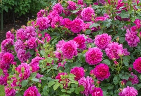 �������, ����, ����