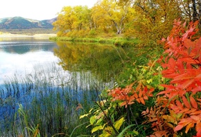 листья, озеро, отражение, деревья, осень