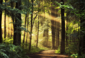 природа, лес, деревья, дорожка, лучи солнца