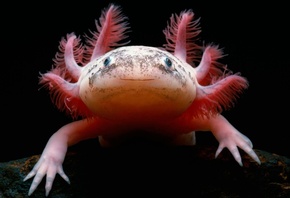 ���������, �����