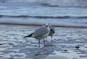 , , , , , , , , , ,  ...