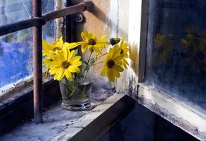 окно, стакан, цветы