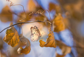 Eleonora Di Primo, макро, ветки, листья, бабочка, осень