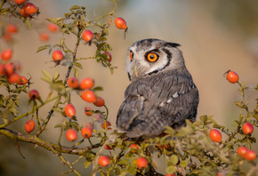 Tanja Brandt, ����� ����, �����, ����, ����, ��������, �����