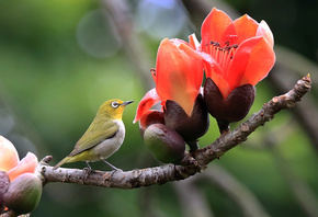  , , ,  , silvereye, , ,  ...