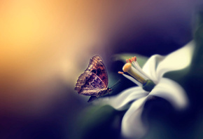 Eleonora Di Primo, макро, цветок, пестик, тычинки, бабочка