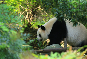 ��������, �������, �����, �������, ���