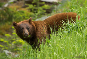 Henrik Nilsson, ��������, �������, ������, �������, ����, �����