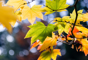 �����, �����, ������, ���, ����