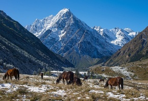 снег, горы, лошади, чегемское ущелье, тихтенген, Хасан Журтов