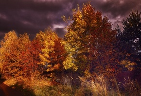 золото листьев, деревья, фиолетовое небо, осень, Булатов Дмитрий