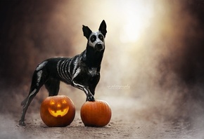 ����� ����, �������, ��������, ������, �����