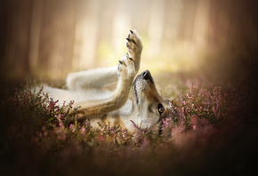 Dackelpup, ������, ��, �����, ����, �������, �����