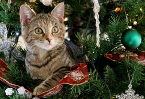 ��������, ���, �����, ����, ���, ���������, �������, ��������, ����� ���