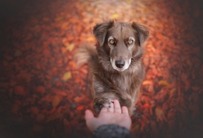 животные, собаки, природа, осень, руки, листья