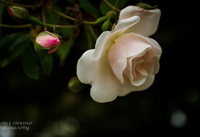 �����, �����, David Tiernan