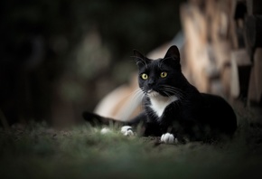 ��������, ���, ������, �����, ����