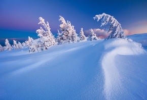 снег, ели, белизна, гора Владешас, Румыния, Szabo Zsolt Andras