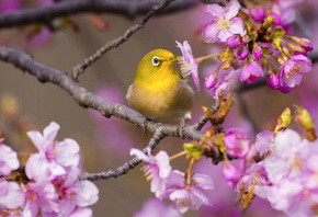 птицы мира, птица, белоглазка, белый глаз, весна, цветение, ветки, сакура