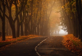 обои утро, туман, рассвет, осень, дорога, Aleksandr Kljuchenkow утро, туман, рассвет, осень, дорога, Aleksandr Kljuchenkow