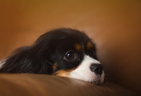 ������, �����