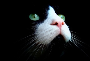 ���, ������ �����, ���